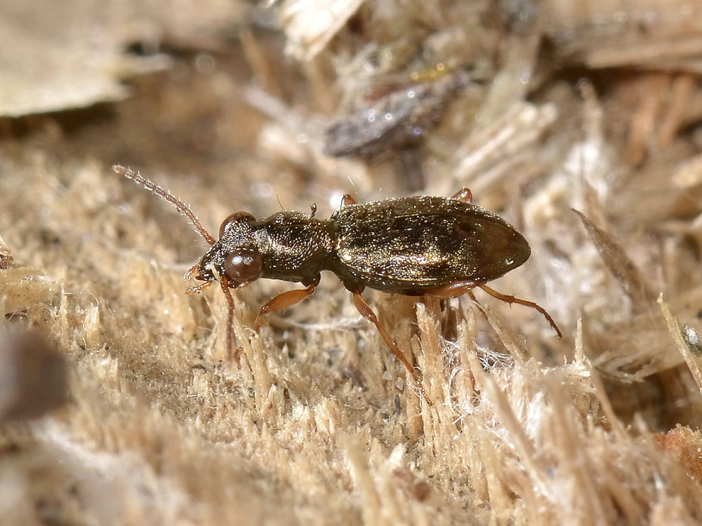 Asaphidion ..ma quali? A. austriacum